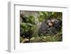 Africa, Uganda, Kibale National Park. Wild chimpanzee yawns while resting with others.-Kristin Mosher-Framed Photographic Print