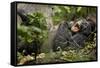 Africa, Uganda, Kibale National Park. Wild chimpanzee yawns while resting with others.-Kristin Mosher-Framed Stretched Canvas