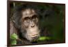 Africa, Uganda, Kibale National Park. Wild Chimpanzee-Kristin Mosher-Framed Photographic Print