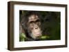 Africa, Uganda, Kibale National Park. Wild Chimpanzee-Kristin Mosher-Framed Photographic Print