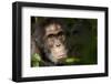 Africa, Uganda, Kibale National Park. Wild Chimpanzee-Kristin Mosher-Framed Photographic Print