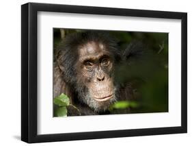 Africa, Uganda, Kibale National Park. Wild Chimpanzee-Kristin Mosher-Framed Photographic Print