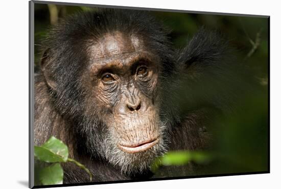 Africa, Uganda, Kibale National Park. Wild Chimpanzee-Kristin Mosher-Mounted Photographic Print