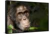 Africa, Uganda, Kibale National Park. Wild Chimpanzee-Kristin Mosher-Framed Stretched Canvas