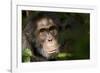 Africa, Uganda, Kibale National Park. Wild Chimpanzee-Kristin Mosher-Framed Photographic Print