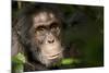 Africa, Uganda, Kibale National Park. Wild Chimpanzee-Kristin Mosher-Mounted Photographic Print