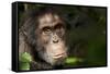 Africa, Uganda, Kibale National Park. Wild Chimpanzee-Kristin Mosher-Framed Stretched Canvas