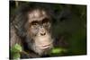 Africa, Uganda, Kibale National Park. Wild Chimpanzee-Kristin Mosher-Stretched Canvas