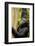 Africa, Uganda, Kibale National Park. Wild female chimpanzee chews wood.-Kristin Mosher-Framed Photographic Print