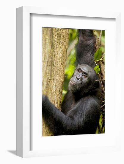 Africa, Uganda, Kibale National Park. Wild female chimpanzee chews wood.-Kristin Mosher-Framed Photographic Print