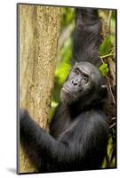 Africa, Uganda, Kibale National Park. Wild female chimpanzee chews wood.-Kristin Mosher-Mounted Photographic Print