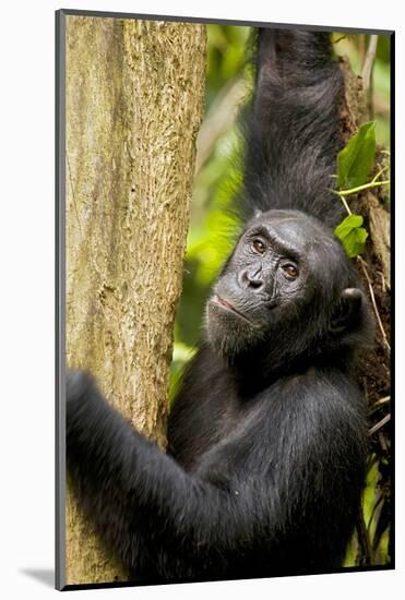 Africa, Uganda, Kibale National Park. Wild female chimpanzee chews wood.-Kristin Mosher-Mounted Photographic Print