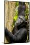 Africa, Uganda, Kibale National Park. Wild female chimpanzee chews wood.-Kristin Mosher-Mounted Photographic Print