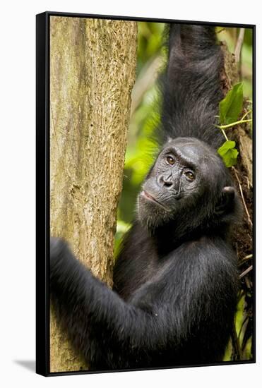 Africa, Uganda, Kibale National Park. Wild female chimpanzee chews wood.-Kristin Mosher-Framed Stretched Canvas