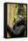 Africa, Uganda, Kibale National Park. Wild female chimpanzee chews wood.-Kristin Mosher-Framed Stretched Canvas