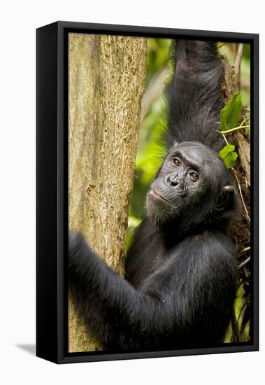 Africa, Uganda, Kibale National Park. Wild female chimpanzee chews wood.-Kristin Mosher-Framed Stretched Canvas