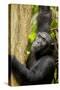 Africa, Uganda, Kibale National Park. Wild female chimpanzee chews wood.-Kristin Mosher-Stretched Canvas