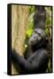 Africa, Uganda, Kibale National Park. Wild female chimpanzee chews wood.-Kristin Mosher-Framed Stretched Canvas