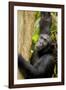 Africa, Uganda, Kibale National Park. Wild female chimpanzee chews wood.-Kristin Mosher-Framed Photographic Print