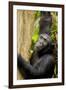 Africa, Uganda, Kibale National Park. Wild female chimpanzee chews wood.-Kristin Mosher-Framed Premium Photographic Print