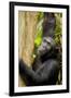 Africa, Uganda, Kibale National Park. Wild female chimpanzee chews wood.-Kristin Mosher-Framed Premium Photographic Print