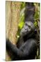 Africa, Uganda, Kibale National Park. Wild female chimpanzee chews wood.-Kristin Mosher-Mounted Premium Photographic Print