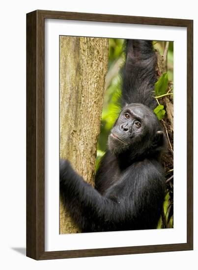 Africa, Uganda, Kibale National Park. Wild female chimpanzee chews wood.-Kristin Mosher-Framed Photographic Print