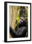 Africa, Uganda, Kibale National Park. Wild female chimpanzee chews wood.-Kristin Mosher-Framed Photographic Print