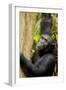 Africa, Uganda, Kibale National Park. Wild female chimpanzee chews wood.-Kristin Mosher-Framed Photographic Print