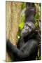 Africa, Uganda, Kibale National Park. Wild female chimpanzee chews wood.-Kristin Mosher-Mounted Photographic Print