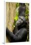 Africa, Uganda, Kibale National Park. Wild female chimpanzee chews wood.-Kristin Mosher-Framed Photographic Print