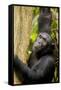 Africa, Uganda, Kibale National Park. Wild female chimpanzee chews wood.-Kristin Mosher-Framed Stretched Canvas