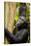 Africa, Uganda, Kibale National Park. Wild female chimpanzee chews wood.-Kristin Mosher-Stretched Canvas