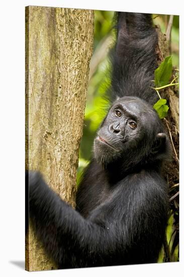 Africa, Uganda, Kibale National Park. Wild female chimpanzee chews wood.-Kristin Mosher-Stretched Canvas