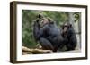 Africa, Uganda, Kibale National Park. Wild female chimpanzee with her daughter.-Kristin Mosher-Framed Photographic Print