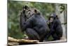 Africa, Uganda, Kibale National Park. Wild female chimpanzee with her daughter.-Kristin Mosher-Mounted Photographic Print