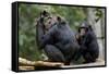 Africa, Uganda, Kibale National Park. Wild female chimpanzee with her daughter.-Kristin Mosher-Framed Stretched Canvas