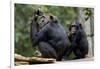 Africa, Uganda, Kibale National Park. Wild female chimpanzee with her daughter.-Kristin Mosher-Framed Photographic Print