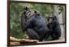 Africa, Uganda, Kibale National Park. Wild female chimpanzee with her daughter.-Kristin Mosher-Framed Photographic Print