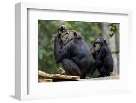 Africa, Uganda, Kibale National Park. Wild female chimpanzee with her daughter.-Kristin Mosher-Framed Photographic Print