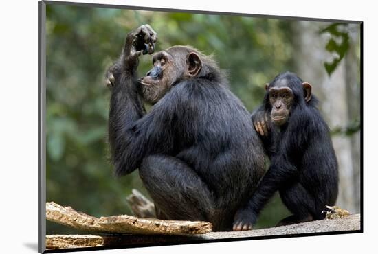 Africa, Uganda, Kibale National Park. Wild female chimpanzee with her daughter.-Kristin Mosher-Mounted Photographic Print