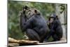 Africa, Uganda, Kibale National Park. Wild female chimpanzee with her daughter.-Kristin Mosher-Mounted Photographic Print