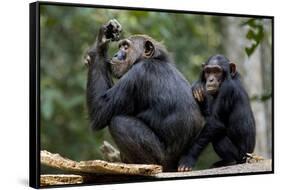 Africa, Uganda, Kibale National Park. Wild female chimpanzee with her daughter.-Kristin Mosher-Framed Stretched Canvas