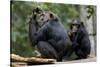 Africa, Uganda, Kibale National Park. Wild female chimpanzee with her daughter.-Kristin Mosher-Stretched Canvas