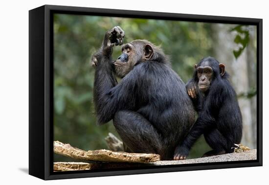 Africa, Uganda, Kibale National Park. Wild female chimpanzee with her daughter.-Kristin Mosher-Framed Stretched Canvas