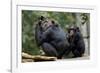 Africa, Uganda, Kibale National Park. Wild female chimpanzee with her daughter.-Kristin Mosher-Framed Photographic Print