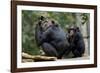 Africa, Uganda, Kibale National Park. Wild female chimpanzee with her daughter.-Kristin Mosher-Framed Photographic Print