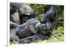 Africa, Uganda, Kibale National Park. Wild male chimpanzee relaxes.-Kristin Mosher-Framed Photographic Print