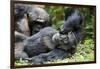 Africa, Uganda, Kibale National Park. Wild male chimpanzee relaxes.-Kristin Mosher-Framed Photographic Print