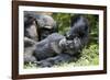 Africa, Uganda, Kibale National Park. Wild male chimpanzee relaxes.-Kristin Mosher-Framed Photographic Print